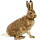 Albert the Hopping Hare