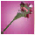 Erollisi Day Flowers