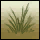 Patch of Dead Grass