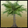 Palmyra Palm Tree