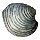 Cherrystone Shell