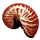 Crimson Nautilus Shell
