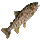 Fogwater Trout Icon